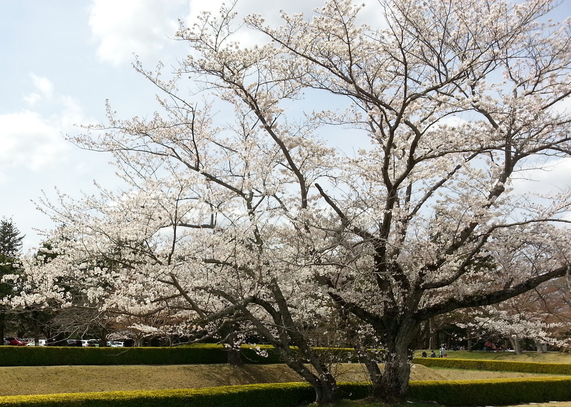 歴博の桜