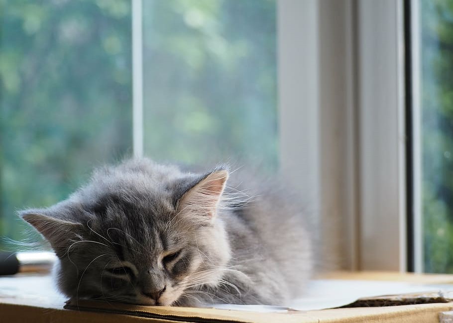 cat-asleep-sleep-cute